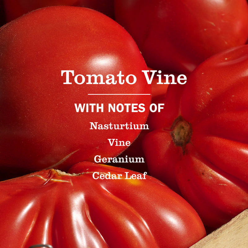 Tomato Vine Multi-Surface Everyday Cleaner 3-count Bundle