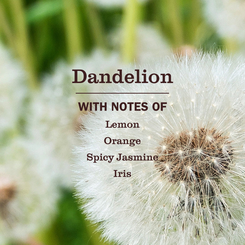 Dandelion Plug In Scented Oil Warmer With Refill